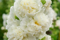 Chaters Double White Hollyhock Seeds, Alcea rosea - 4-6 ft, White Bloom, Pollinator-Attracting, Zones 3-8