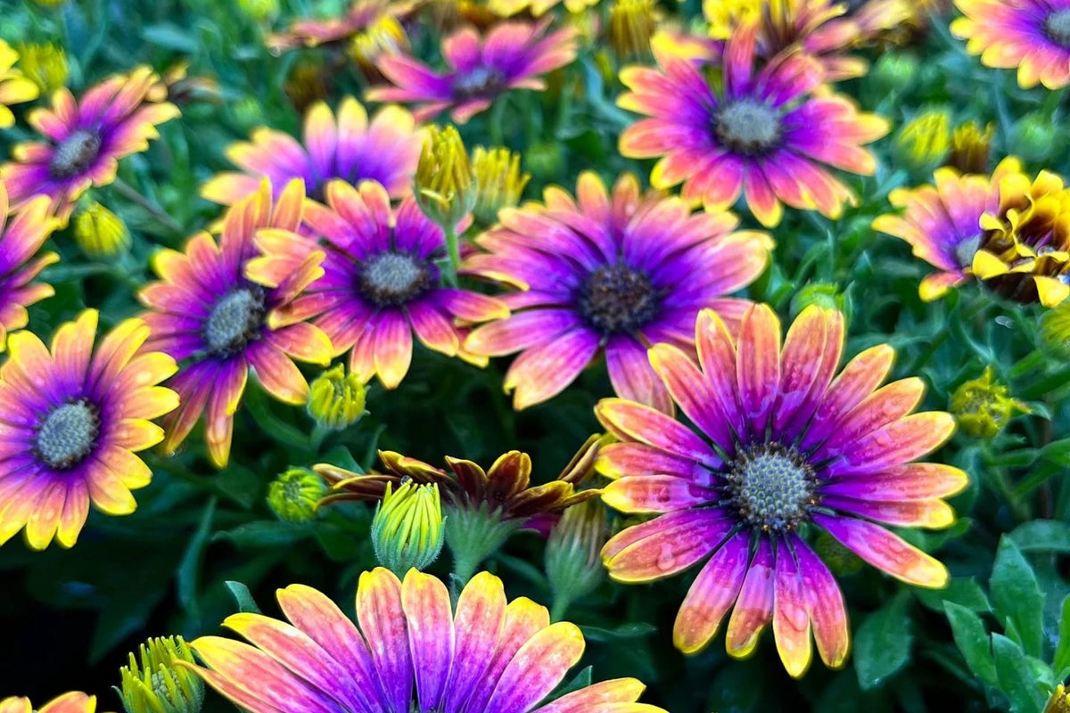 Purple & Yellow Cape Daisy Seeds (Osteospermum) - 200 Seeds, Drought-Tolerant, Butterfly Garden