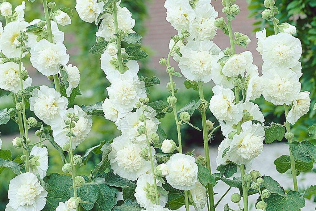 Chaters Double White Hollyhock Seeds, Alcea rosea - 4-6 ft, White Bloom, Pollinator-Attracting, Zones 3-8