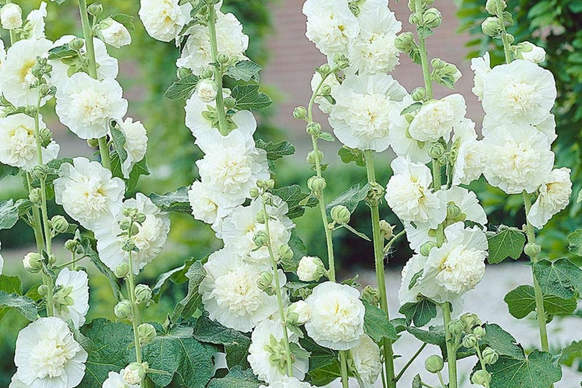 Chaters Double White Hollyhock Seeds, Alcea rosea - 4-6 ft, White Bloom, Pollinator-Attracting, Zones 3-8