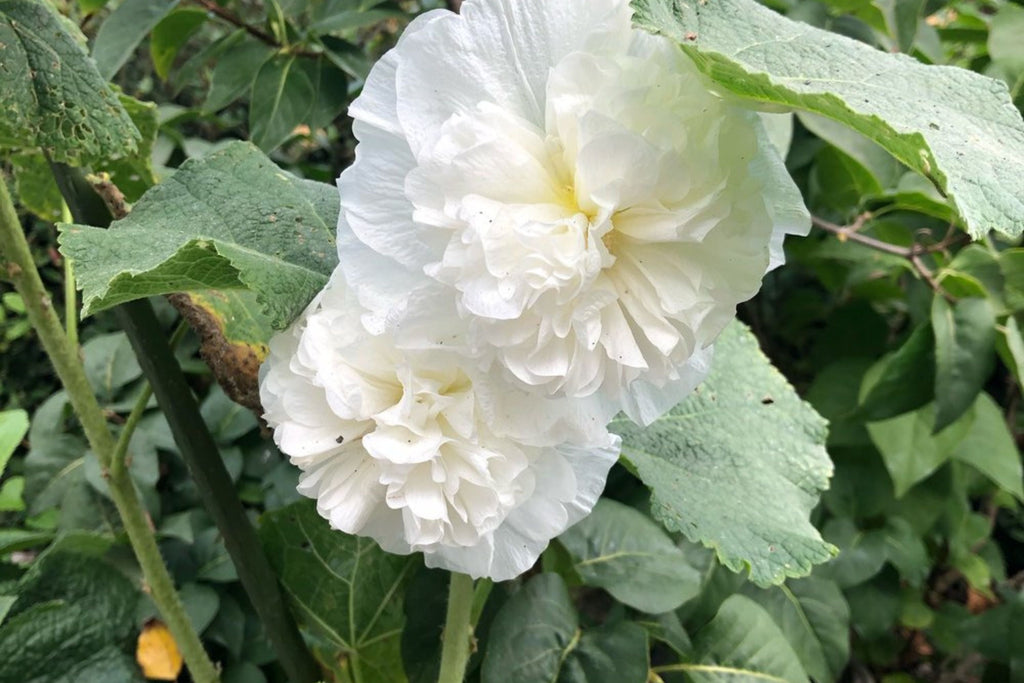 Chaters Double White Hollyhock Seeds, Alcea rosea - 4-6 ft, White Bloom, Pollinator-Attracting, Zones 3-8