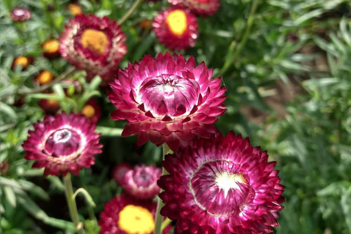 Purple Red Strawflower Seeds - Helichrysum bracteatum, 24-40 inches, Everlasting Blooms, Non-GMO