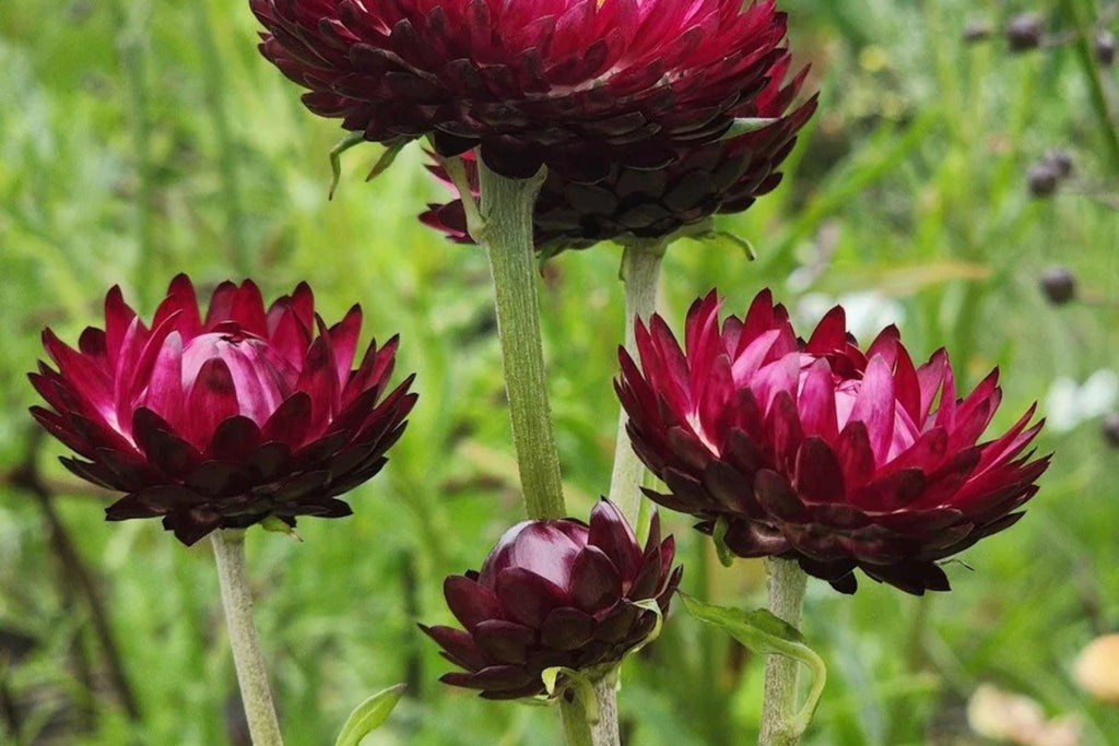 Purple Red Strawflower Seeds - Helichrysum bracteatum, 24-40 inches, Everlasting Blooms, Non-GMO
