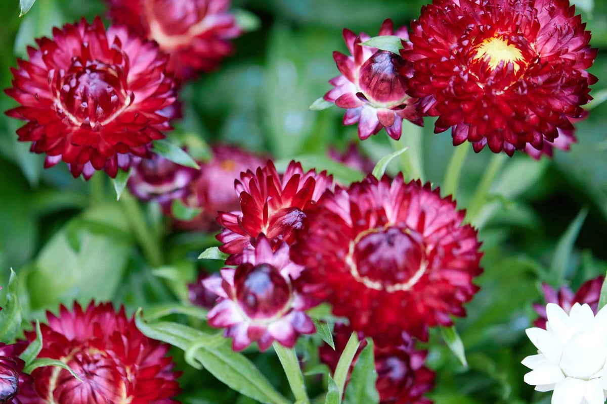 Purple Red Strawflower Seeds - Helichrysum bracteatum, 24-40 inches, Everlasting Blooms, Non-GMO