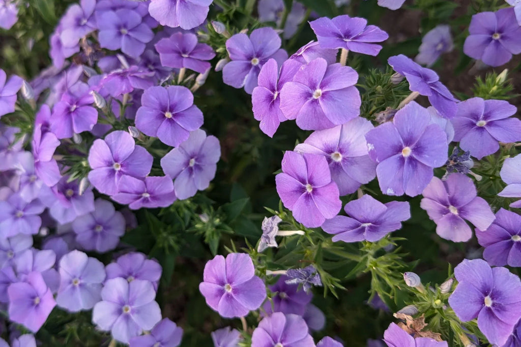 Beauty Blue Phlox Seeds - Phlox drummondii, Violet-Blue, 8-12 in, Full Sun, Attracts Pollinators