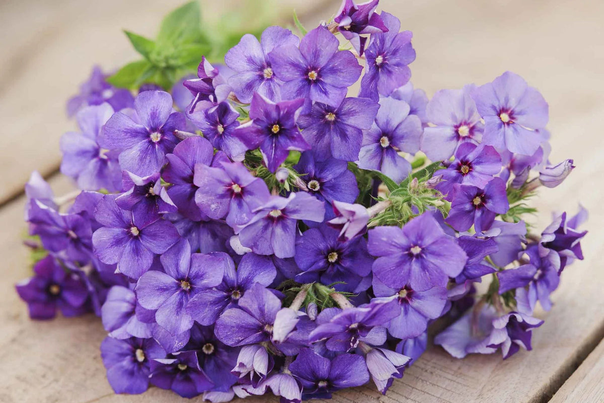 Beauty Blue Phlox Seeds - Phlox drummondii, Violet-Blue, 8-12 in, Full Sun, Attracts Pollinators