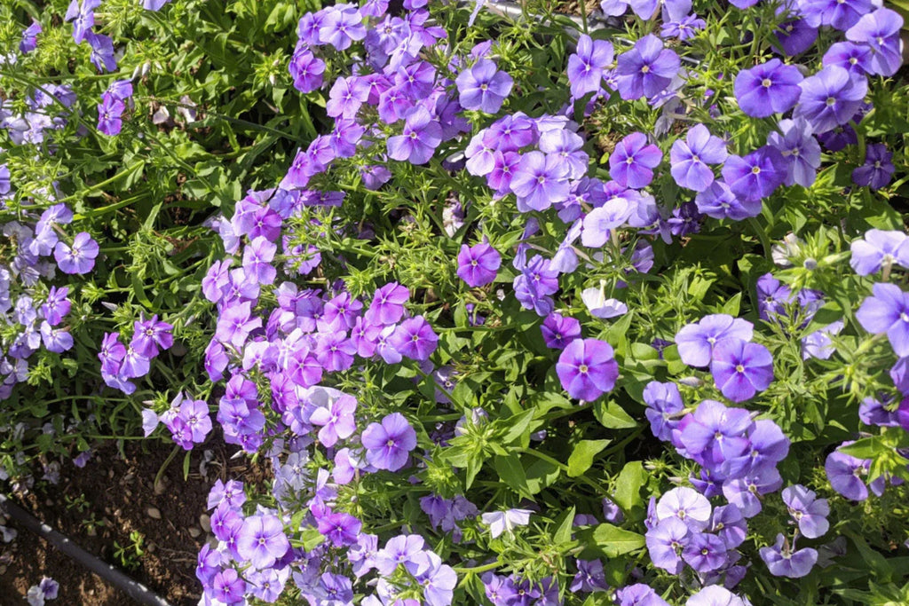 Beauty Blue Phlox Seeds - Phlox drummondii, Violet-Blue, 8-12 in, Full Sun, Attracts Pollinators
