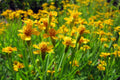 Mexican Tarragon Seeds - Licorice-Scented Culinary Herb, Heat-Tolerant, Non-GMO