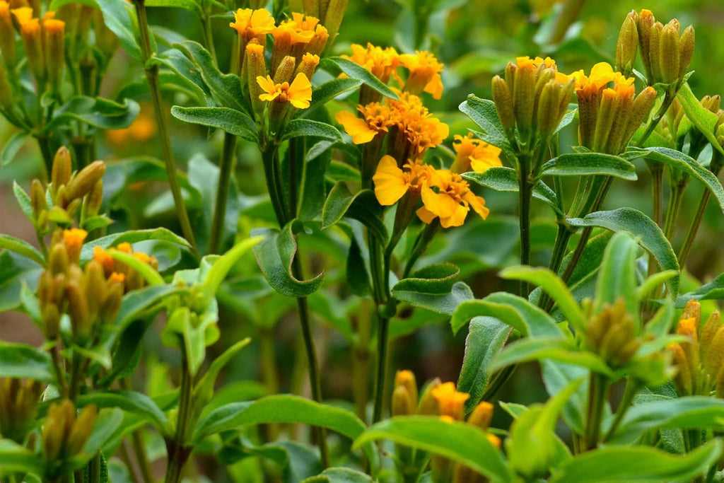Mexican Tarragon Seeds - Licorice-Scented Culinary Herb, Heat-Tolerant, Non-GMO