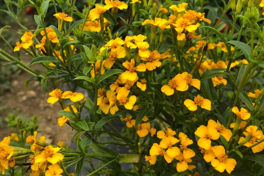 Mexican Tarragon Seeds - Licorice-Scented Culinary Herb, Heat-Tolerant, Non-GMO