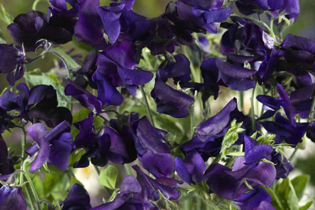 Royal Navy Blue Sweet Pea Seeds - Fragrant Purple/Blue Blooms, Climbing Annual (Direct Sow)