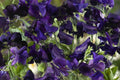 Royal Navy Blue Sweet Pea Seeds - Fragrant Purple/Blue Blooms, Climbing Annual (Direct Sow)