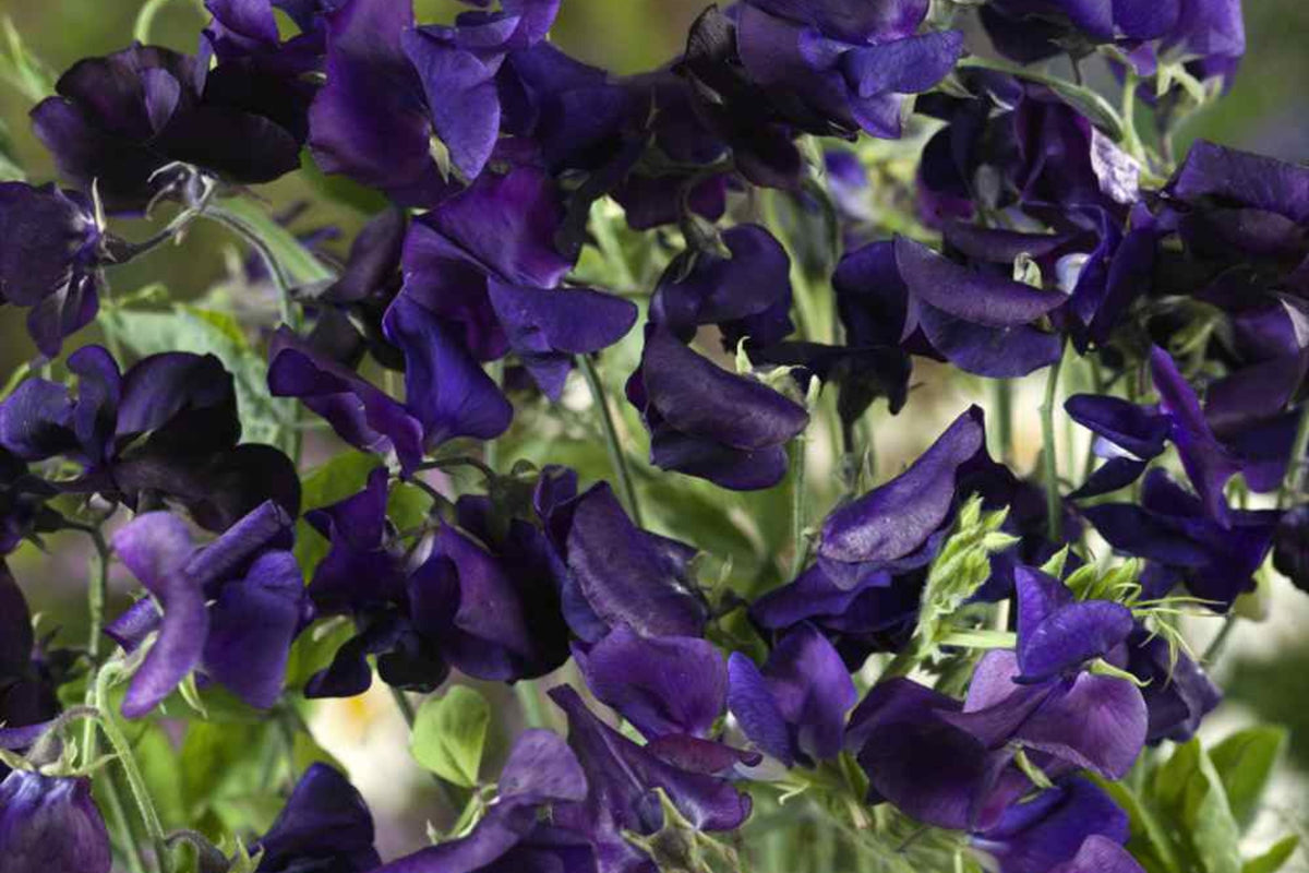 Royal Navy Blue Sweet Pea Seeds - Fragrant Purple/Blue Blooms, Climbing Annual (Direct Sow)