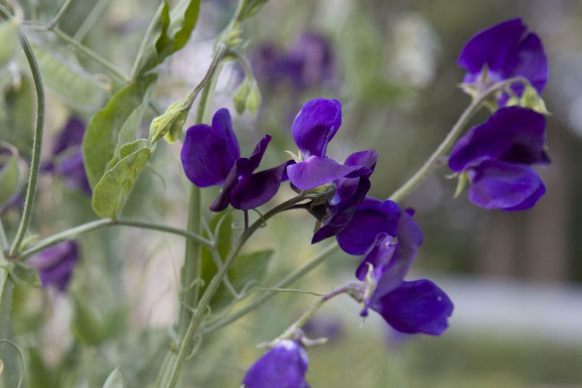 Royal Navy Blue Sweet Pea Seeds - Fragrant Purple/Blue Blooms, Climbing Annual (Direct Sow)
