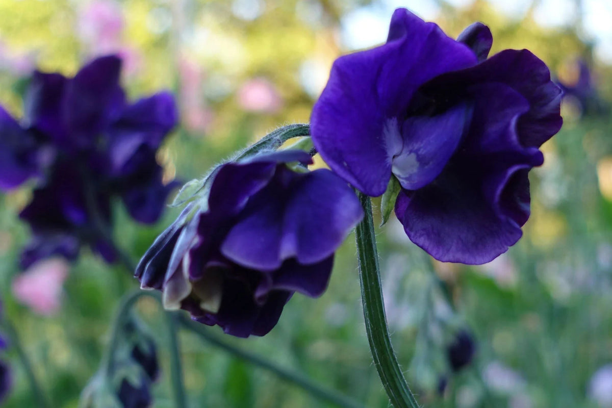 Royal Navy Blue Sweet Pea Seeds - Fragrant Purple/Blue Blooms, Climbing Annual (Direct Sow)