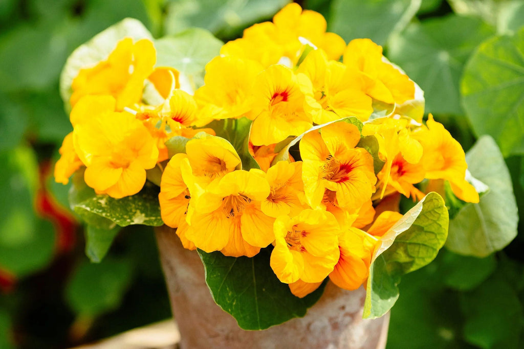Moonlight Nasturtium Seeds - Creamy Yellow Blooms, Trailing Vines, Edible Flowers
