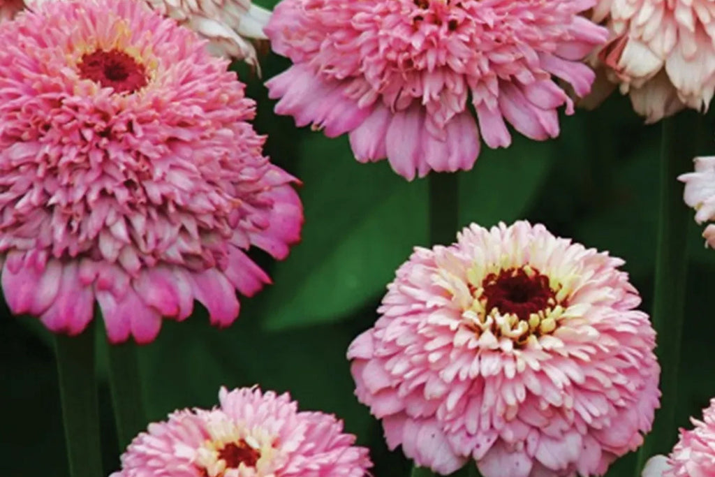 Zinderella Lilac Zinnia Seeds - 100+ Double Bloom Seeds - Heat-Tolerant, Cut Flower Garden