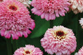Zinderella Lilac Zinnia Seeds - 100+ Double Bloom Seeds - Heat-Tolerant, Cut Flower Garden