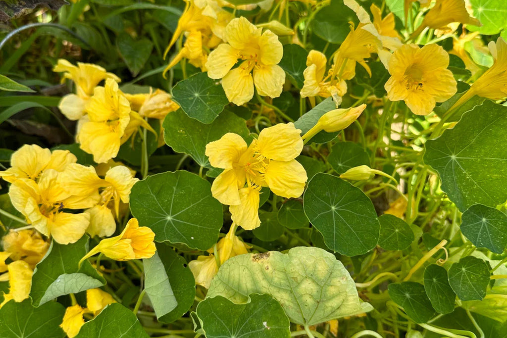 Moonlight Nasturtium Seeds - Creamy Yellow Blooms, Trailing Vines, Edible Flowers