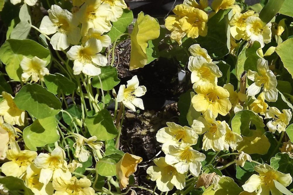 Moonlight Nasturtium Seeds - Creamy Yellow Blooms, Trailing Vines, Edible Flowers