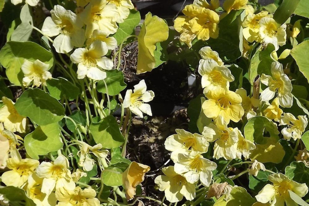 Moonlight Nasturtium Seeds - Creamy Yellow Blooms, Trailing Vines, Edible Flowers