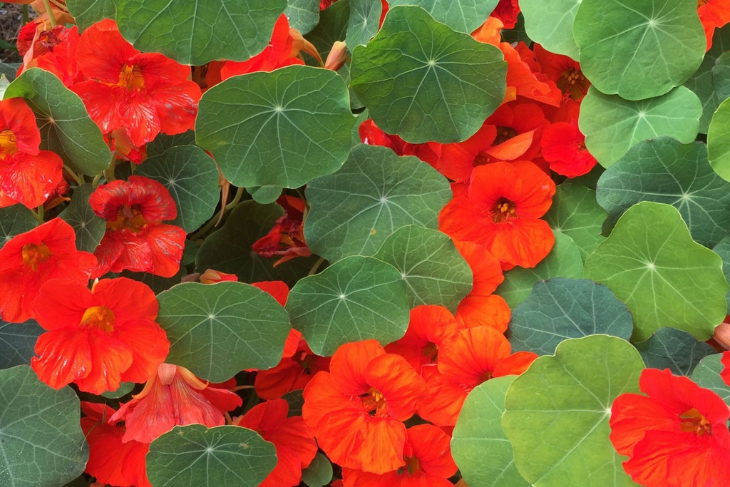 Empress Of India Nasturtium Seeds – Crimson Blooms, Edible Peppery Leaves – Non-GMO