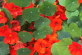 Empress Of India Nasturtium Seeds – Crimson Blooms, Edible Peppery Leaves – Non-GMO