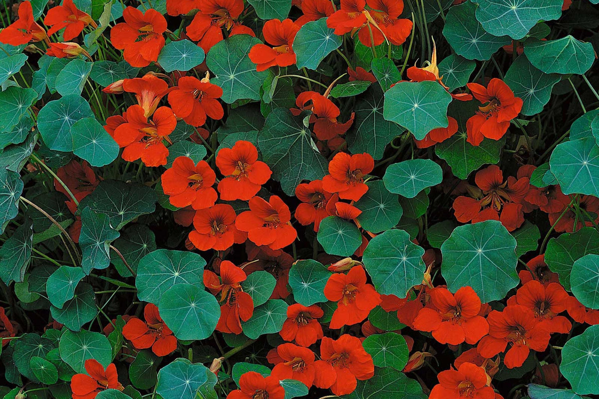 Empress Of India Nasturtium Seeds – Crimson Blooms, Edible Peppery Leaves – Non-GMO
