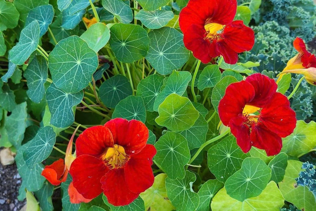 Empress Of India Nasturtium Seeds – Crimson Blooms, Edible Peppery Leaves – Non-GMO