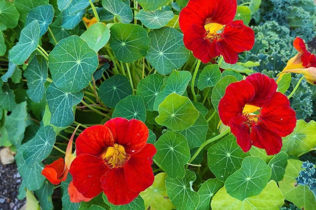 Empress Of India Nasturtium Seeds – Crimson Blooms, Edible Peppery Leaves – Non-GMO