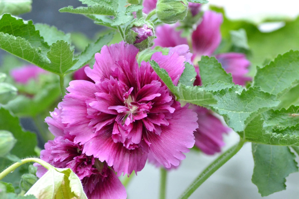 Queeny Purple Hollyhock Seeds - Magenta Blooms, Pollinator- boosting, Biennial
