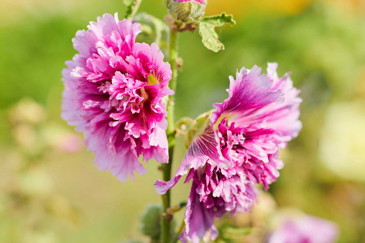 Queeny Purple Hollyhock Seeds - Magenta Blooms, Pollinator- boosting, Biennial
