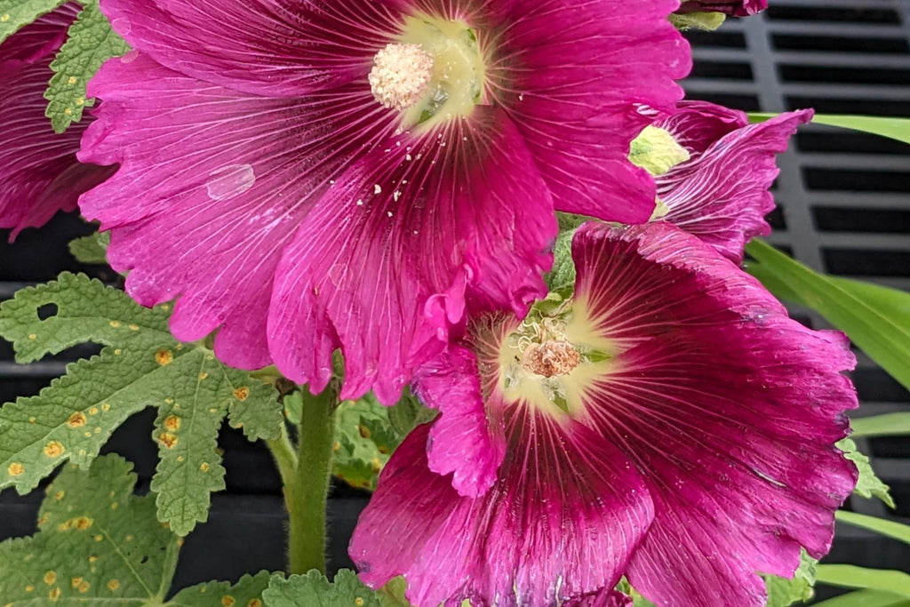 Queeny Purple Hollyhock Seeds - Magenta Blooms, Pollinator- boosting, Biennial