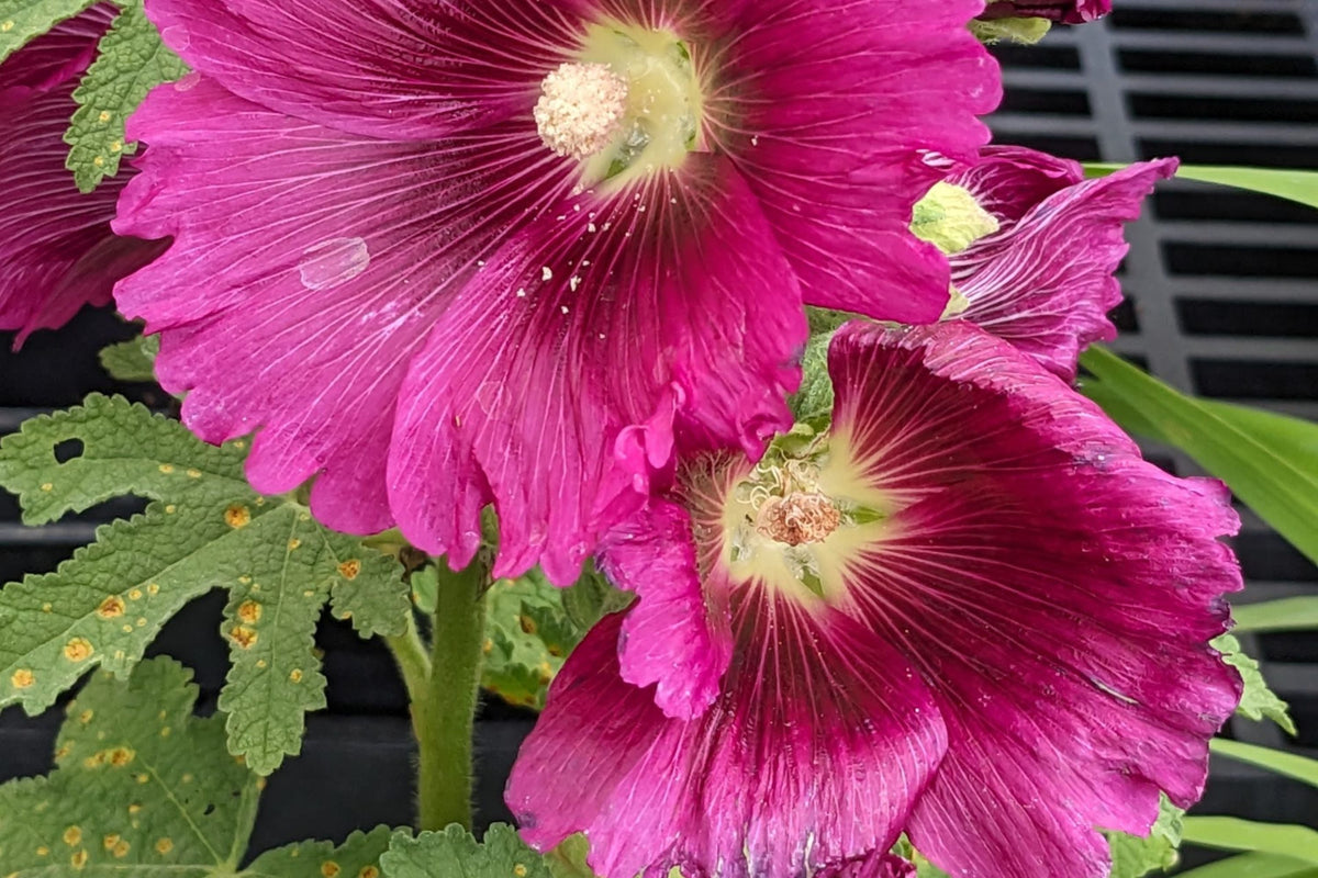 Queeny Purple Hollyhock Seeds - Magenta Blooms, Pollinator- boosting, Biennial