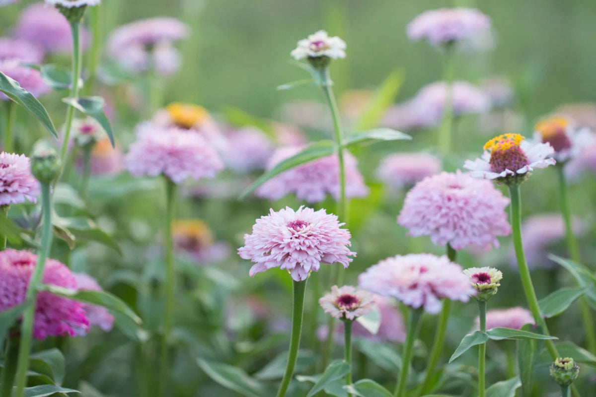 Zinderella Lilac Zinnia Seeds - 100+ Double Bloom Seeds - Heat-Tolerant, Cut Flower Garden