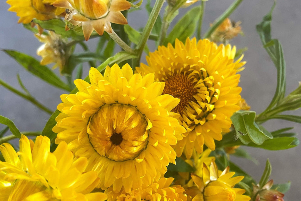 Golden Yellow Strawflower Seeds - Helichrysum bracteatum | Everlasting Blooms for Cut & Dried Arrangements