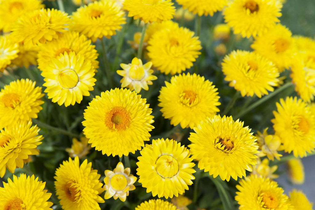 Golden Yellow Strawflower Seeds - Helichrysum bracteatum | Everlasting Blooms for Cut & Dried Arrangements