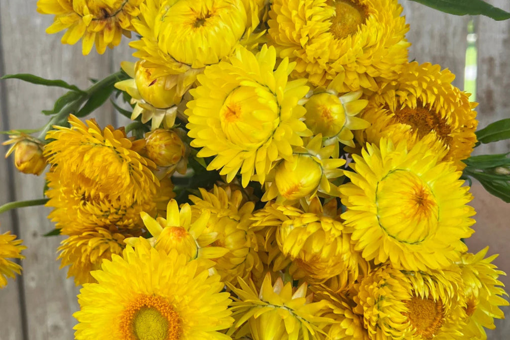 Golden Yellow Strawflower Seeds - Helichrysum bracteatum | Everlasting Blooms for Cut & Dried Arrangements