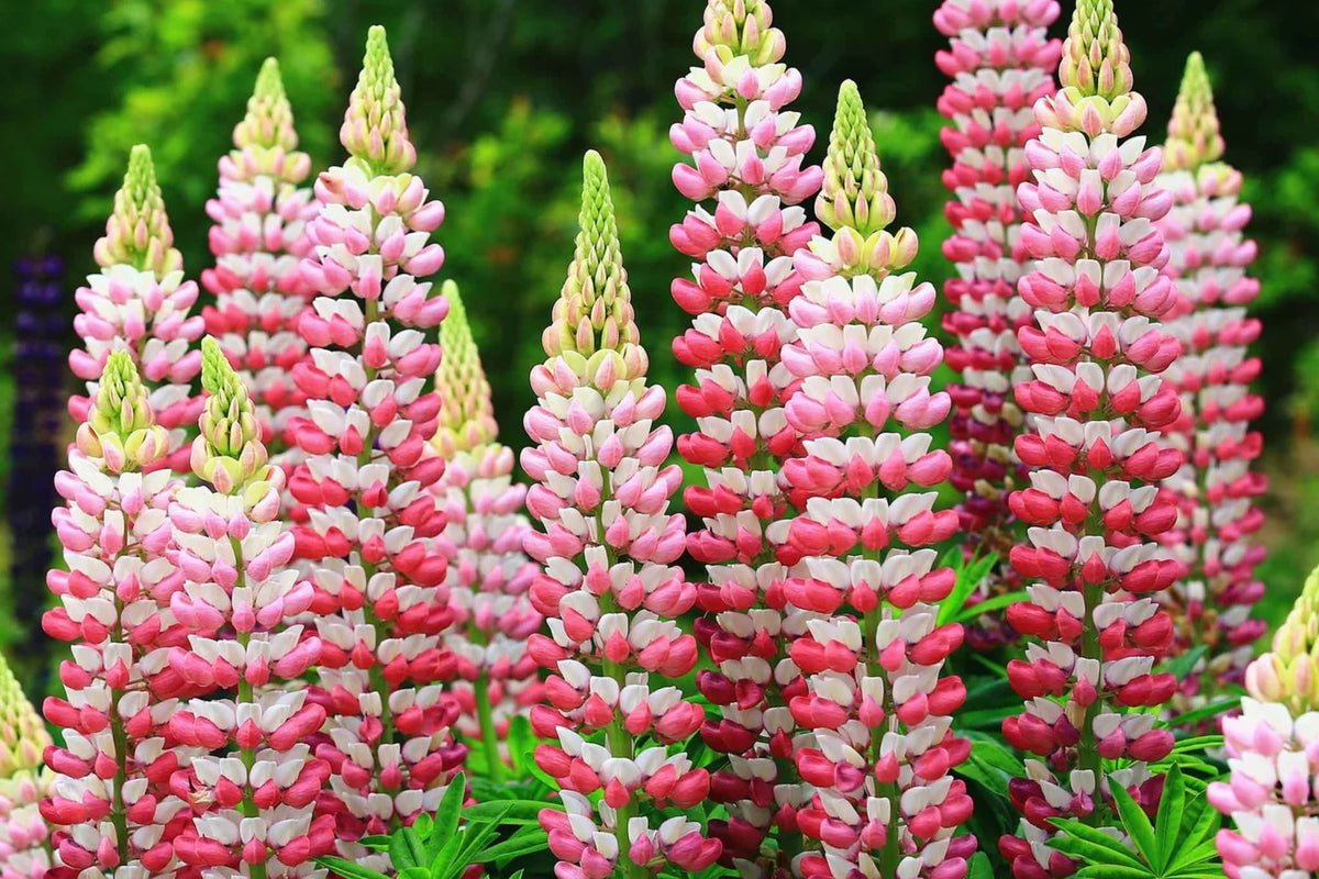Chatelaine Lupine Seeds - Rosy Pink & White, Perennial (Lupinus polyphyllus) Direct Sow or Start Indoors