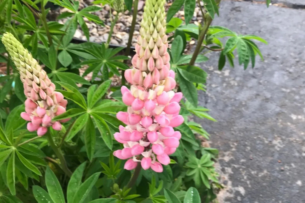 Chatelaine Lupine Seeds - Rosy Pink & White, Perennial (Lupinus polyphyllus) Direct Sow or Start Indoors