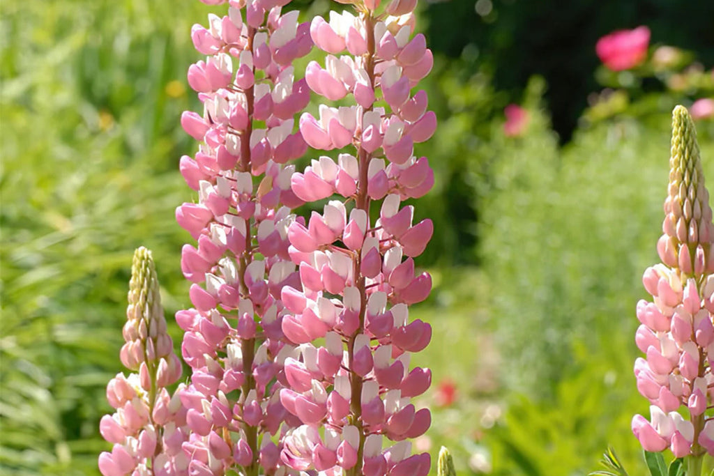Chatelaine Lupine Seeds - Rosy Pink & White, Perennial (Lupinus polyphyllus) Direct Sow or Start Indoors