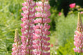 Chatelaine Lupine Seeds - Rosy Pink & White, Perennial (Lupinus polyphyllus) Direct Sow or Start Indoors