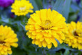 Canary Bird Zinnia Seeds - Bright Yellow 4-5" Blooms, Attracts Bees & Butterflies, Non-GMO, Easy to Grow