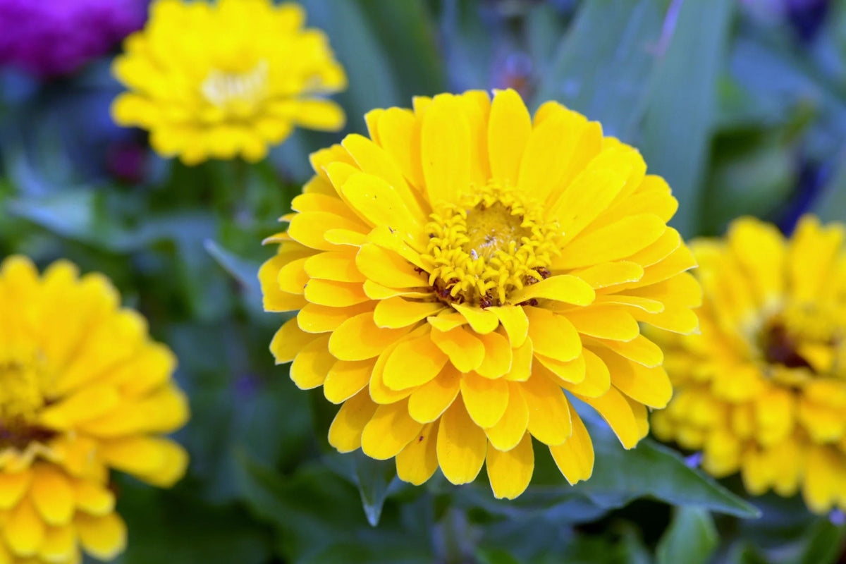 Canary Bird Zinnia Seeds - Bright Yellow 4-5" Blooms, Attracts Bees & Butterflies, Non-GMO, Easy to Grow