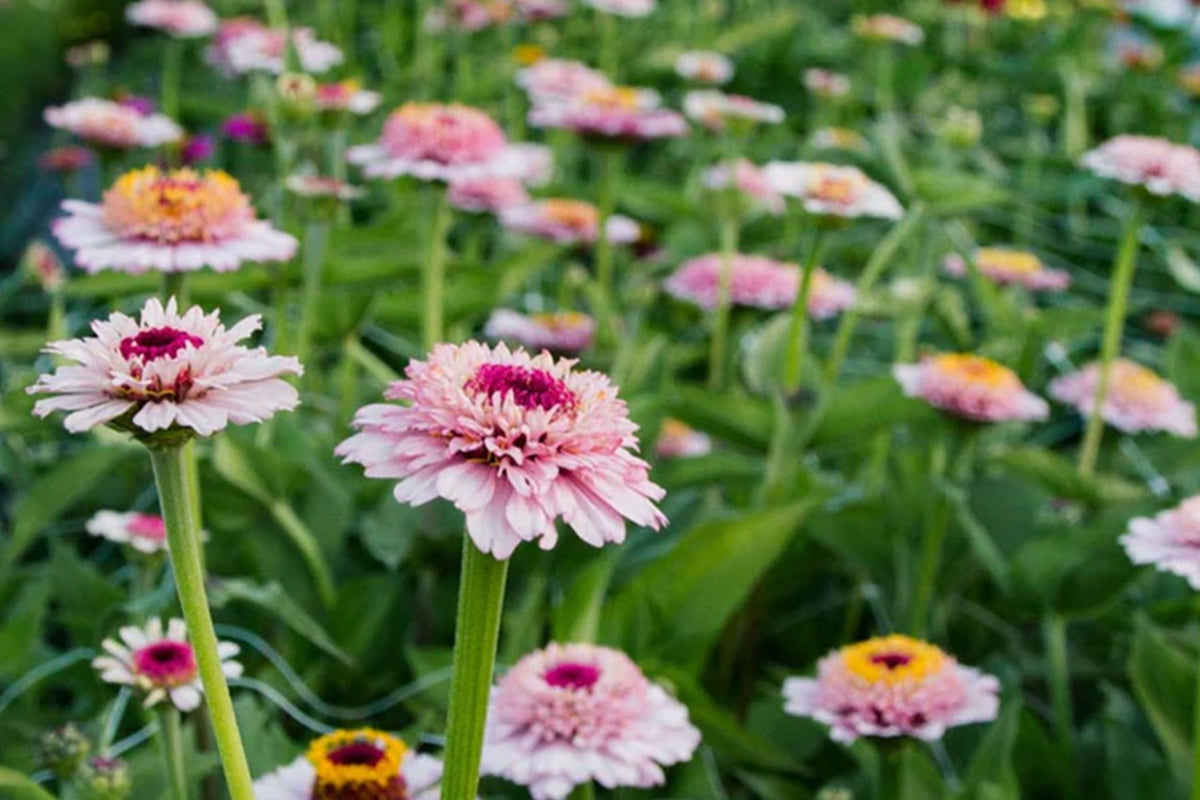 Zinderella Lilac Zinnia Seeds - 100+ Double Bloom Seeds - Heat-Tolerant, Cut Flower Garden