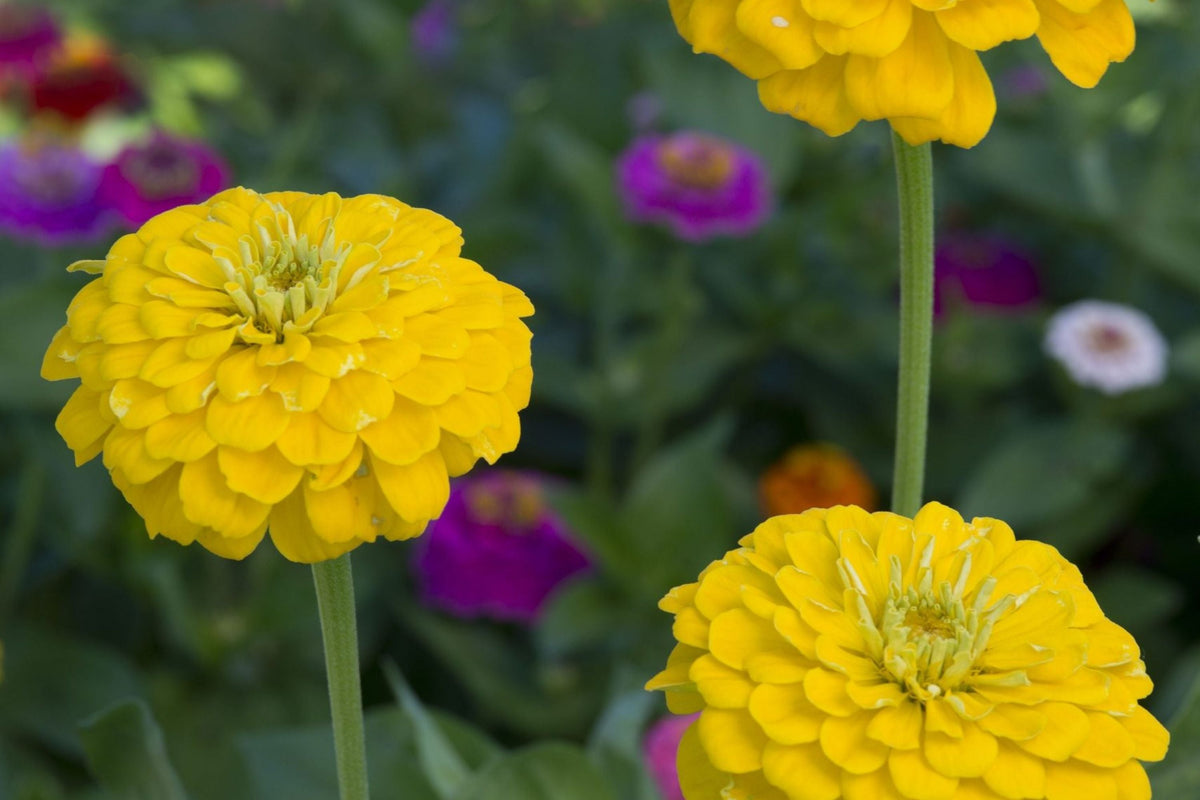 Canary Bird Zinnia Seeds - Bright Yellow 4-5" Blooms, Attracts Bees & Butterflies, Non-GMO, Easy to Grow
