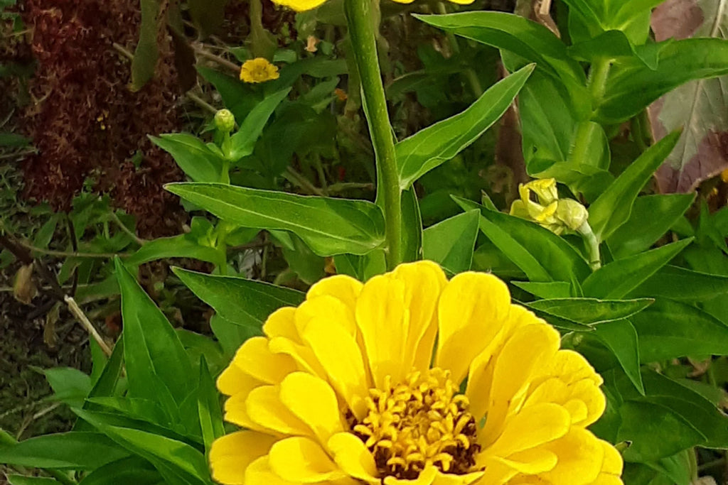Canary Bird Zinnia Seeds - Bright Yellow 4-5" Blooms, Attracts Bees & Butterflies, Non-GMO, Easy to Grow