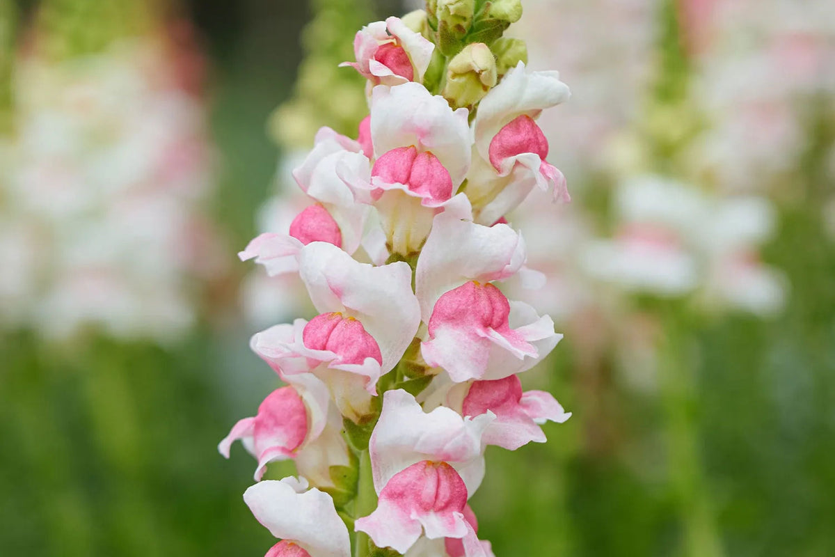 Appleblossom Snapdragon Seeds - Heirloom Non-GMO Antirrhinum majus