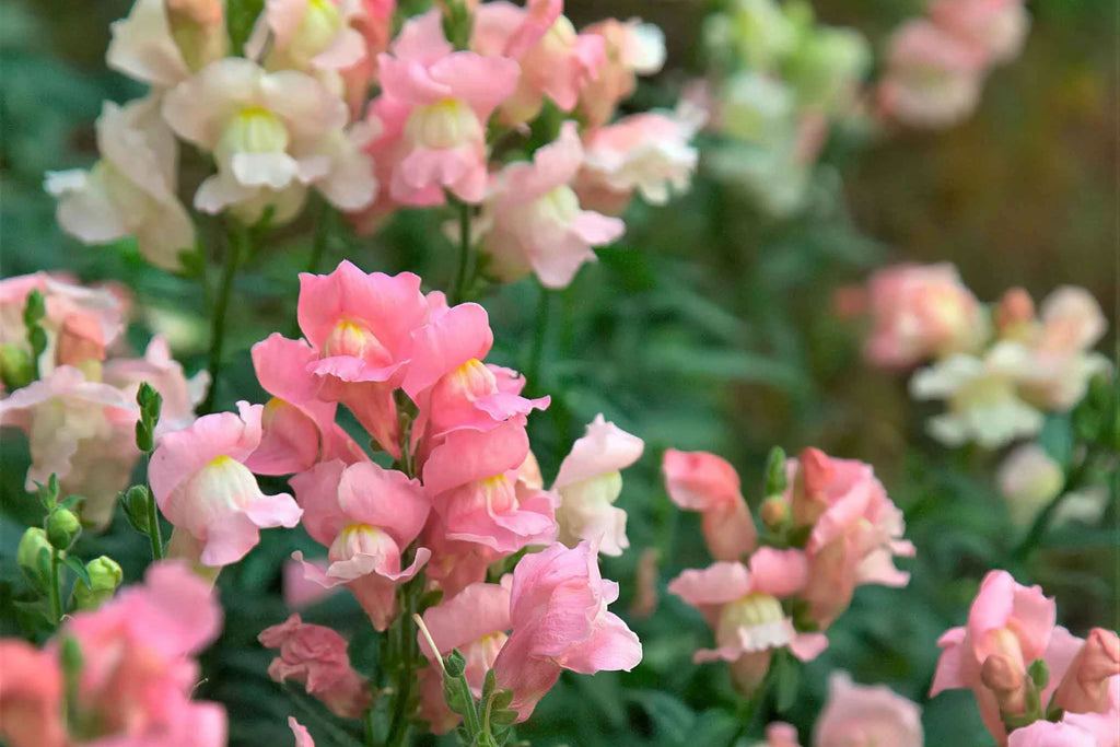 Appleblossom Snapdragon Seeds - Heirloom Non-GMO Antirrhinum majus