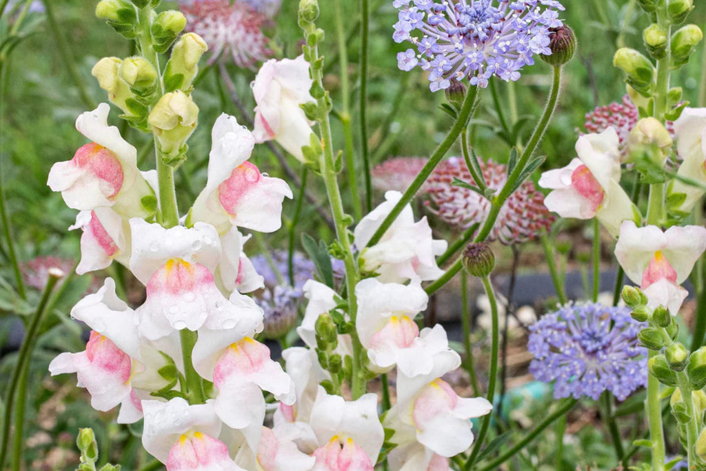 Appleblossom Snapdragon Seeds - Heirloom Non-GMO Antirrhinum majus